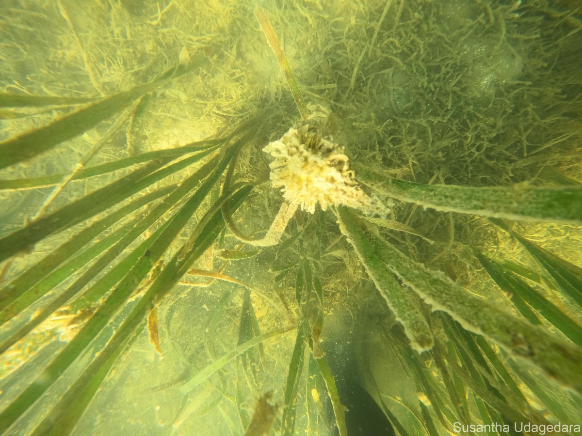 Enhalus acoroides (L.f.) Royle